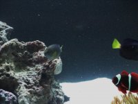 FOWLR 1-26-08 027.JPG