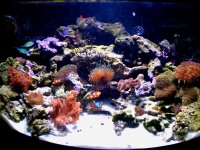 54 corals 002.JPG