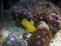 goby.JPG