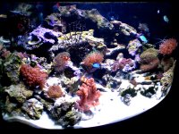 54 corals 003.JPG