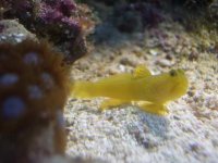goby1.JPG
