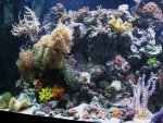 Left side of reef showing suncorals in their niche 001_800x600.jpg