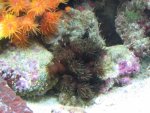 suncorals, clams & more 011_800x600.jpg