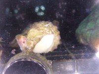 Snail.JPG