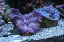 Tank 017 [800x600].jpg