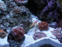 Yasha Hase Shrimp Goby with Pistol shrimp.jpg