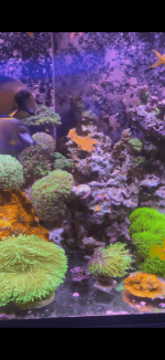coral.png