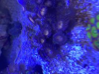 IMG_6325.jpeg