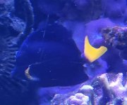 purple tang 1.jpg