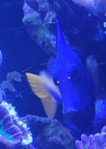 purple tang 3.jpg
