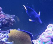 purple tang 4.jpg