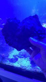 large purple monti cap 2.jpg