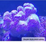 Purple Stylo mini 1.jpg