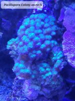 pocillapora 1.jpg