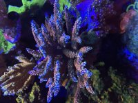 IMG_3666.jpeg