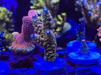 IMG_0803.jpeg