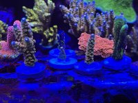 IMG_0802.jpeg