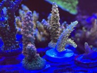 IMG_0271.jpeg