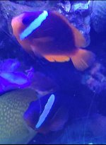 barbieri clown 1.jpg