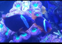 barbieri clown 2.jpg