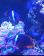 barbieri clown 3.jpg