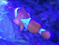 clownfish 1.jpg