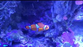 clownfish 2.jpg