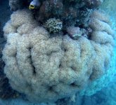 unknown coral 1.jpg