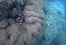 unknown coral 2.jpg