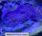 hollywood stunner 1.jpg