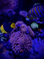 18E15612-109C-4B50-91DD-E6B289D9E644.jpeg