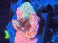 IMG_6222.jpeg