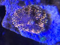 IMG_7148.jpeg