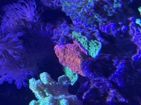 IMG_2816.jpeg