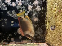 IMG_6418.jpeg
