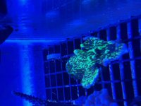 IMG_0088.jpeg