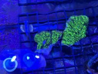 IMG_0087.jpeg