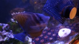 120 sailfin.jpg