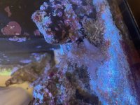 IMG_2729.jpeg