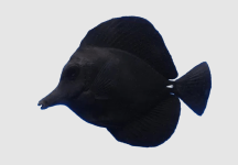 black zebrasoma.png