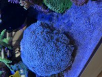IMG_1242.jpeg