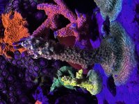 IMG_1408.jpeg
