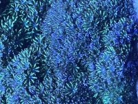 IMG_0614.jpeg