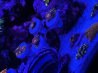 IMG_5369.jpeg