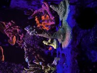 IMG_1592.jpeg