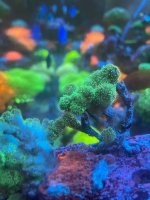 green coral.jpg
