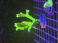 IMG_3675.jpeg