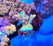 IMG_7996.jpeg