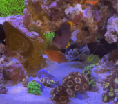 Tang and Wrasse.png