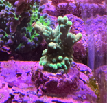 Mystery Acro.png